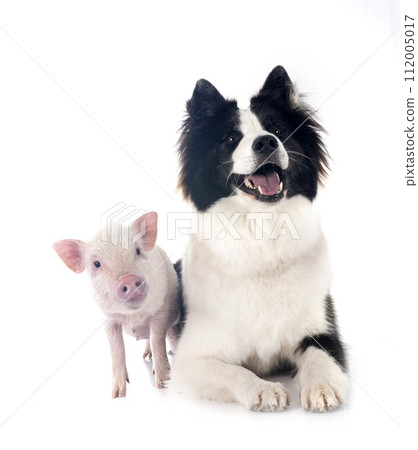 miniature pig and dog in studio 112005017