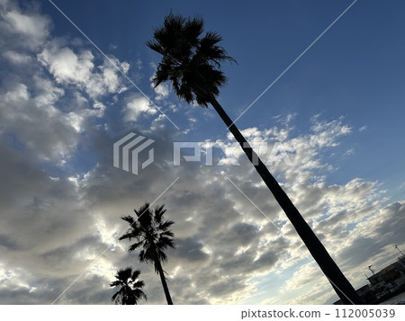 棕櫚樹和雲彩☁️ 112005039