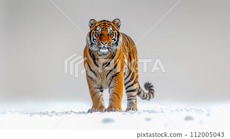 Panthera tigris on white background , AI generated 112005043