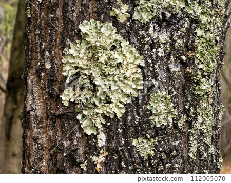 附著在鋸齒橡樹樹皮上的李苔 112005070