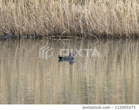 Male Reed Duck in the river 112005075