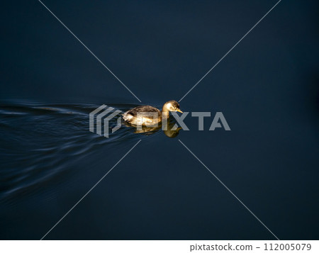 Little grebe floating on the water 112005079