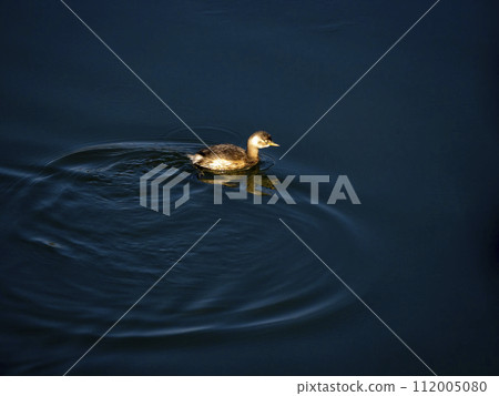 Little grebe floating on the water 112005080