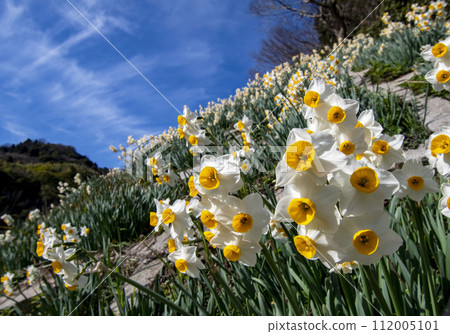 Many blooming daffodils Many blooming daffodils 112005101