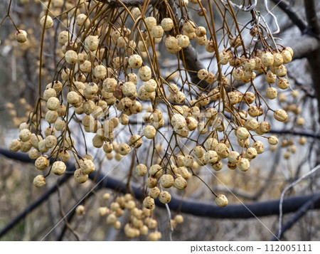 A lot of melium fruits ripen A lot of melium fruits ripen 112005111