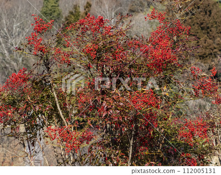 南天竹果實〉 南天竹果實〉 112005131