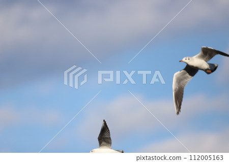Seagull flying blue sky Seagull flying blue sky 112005163
