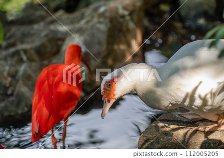 White Muscovy Duck and Red Scarlet Ibis White Muscovy Duck and Red Scarlet Ibis 112005205
