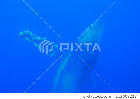 Whale Watching in Okinawa, Japan. From January to March, the ocean around Okinawa is full of action. It is the time of year when humpback whales can be seen in the waters around Okinawa islands. 112005228