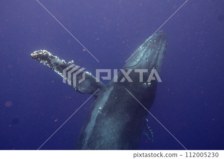 Whale Watching in Okinawa, Japan. From January to March, the ocean around Okinawa is full of action. It is the time of year when humpback whales can be seen in the waters around Okinawa islands. Whale Watching in Okinawa, Japan. From January to March, the ocean around Okinawa is full of action. It is the time of year when humpback whales can be seen in the waters around Okinawa islands. 112005230