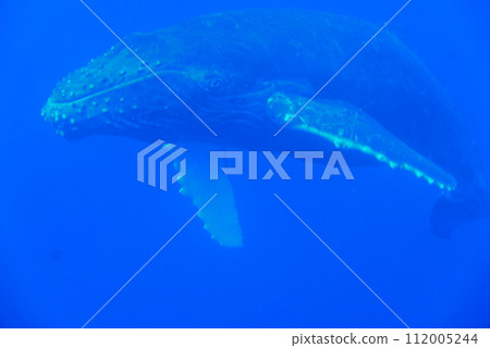 Whale Watching in Okinawa, Japan. From January to March, the ocean around Okinawa is full of action. It is the time of year when humpback whales can be seen in the waters around Okinawa islands. Whale Watching in Okinawa, Japan. From January to March, the ocean around Okinawa is full of action. It is the time of year when humpback whales can be seen in the waters around Okinawa islands. 112005244