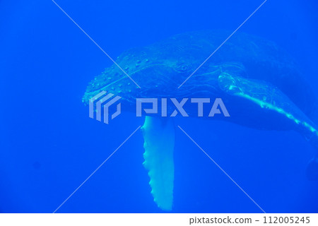 Whale Watching in Okinawa, Japan. From January to March, the ocean around Okinawa is full of action. It is the time of year when humpback whales can be seen in the waters around Okinawa islands. 112005245