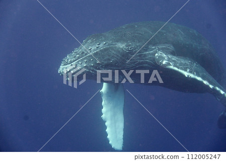 Whale Watching in Okinawa, Japan. From January to March, the ocean around Okinawa is full of action. It is the time of year when humpback whales can be seen in the waters around Okinawa islands. Whale Watching in Okinawa, Japan. From January to March, the ocean around Okinawa is full of action. It is the time of year when humpback whales can be seen in the waters around Okinawa islands. 112005247