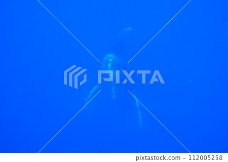 Whale Watching in Okinawa, Japan. From January to March, the ocean around Okinawa is full of action. It is the time of year when humpback whales can be seen in the waters around Okinawa islands. 112005258