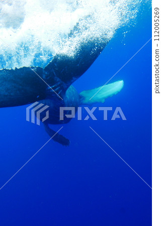 Whale Watching in Okinawa, Japan. From January to March, the ocean around Okinawa is full of action. It is the time of year when humpback whales can be seen in the waters around Okinawa islands. 112005269