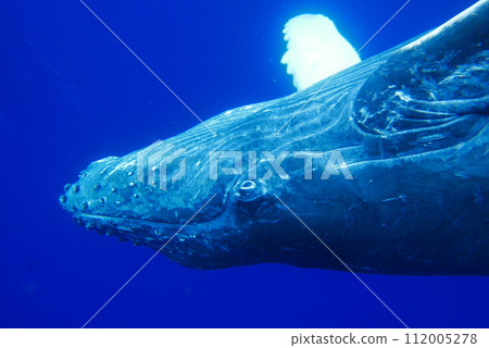 Whale Watching in Okinawa, Japan. From January to March, the ocean around Okinawa is full of action. It is the time of year when humpback whales can be seen in the waters around Okinawa islands. 112005278