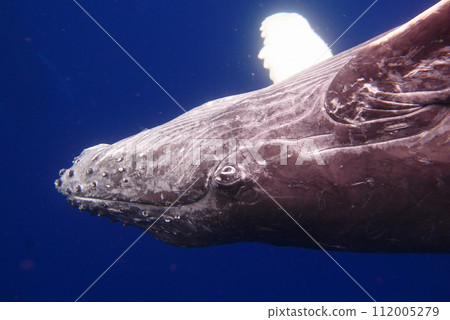 Whale Watching in Okinawa, Japan. From January to March, the ocean around Okinawa is full of action. It is the time of year when humpback whales can be seen in the waters around Okinawa islands. 112005279