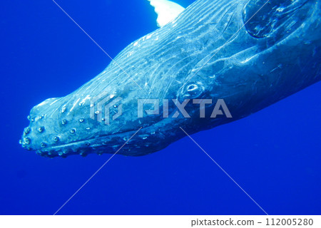 Whale Watching in Okinawa, Japan. From January to March, the ocean around Okinawa is full of action. It is the time of year when humpback whales can be seen in the waters around Okinawa islands. Whale Watching in Okinawa, Japan. From January to March, the ocean around Okinawa is full of action. It is the time of year when humpback whales can be seen in the waters around Okinawa islands. 112005280