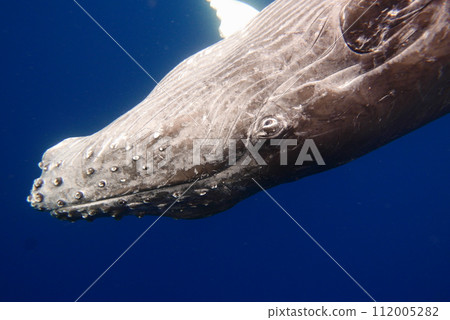 Whale Watching in Okinawa, Japan. From January to March, the ocean around Okinawa is full of action. It is the time of year when humpback whales can be seen in the waters around Okinawa islands. Whale Watching in Okinawa, Japan. From January to March, the ocean around Okinawa is full of action. It is the time of year when humpback whales can be seen in the waters around Okinawa islands. 112005282