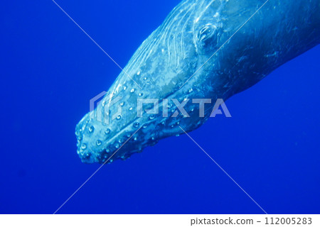 Whale Watching in Okinawa, Japan. From January to March, the ocean around Okinawa is full of action. It is the time of year when humpback whales can be seen in the waters around Okinawa islands. Whale Watching in Okinawa, Japan. From January to March, the ocean around Okinawa is full of action. It is the time of year when humpback whales can be seen in the waters around Okinawa islands. 112005283