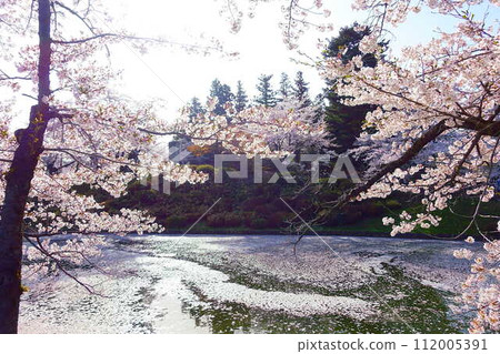 櫻花盛開，花筏，松崎公園，櫻花，櫻花，染井吉野櫻花樹 112005391