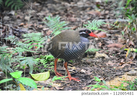 The Okinawa rail, Hypotaenidia okinawae is an endemic species bird found only in the Yamahara region of northern Okinawa Island, Japan, and was discovered in 1981. 112005481