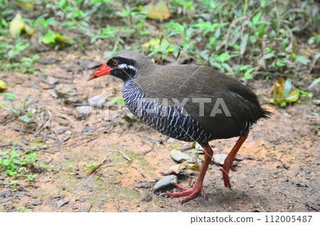 The Okinawa rail, Hypotaenidia okinawae is an endemic species bird found only in the Yamahara region of northern Okinawa Island, Japan, and was discovered in 1981. The Okinawa rail, Hypotaenidia okinawae is an endemic species bird found only in the Yamahara region of northern Okinawa Island, Japan, and was discovered in 1981. 112005487