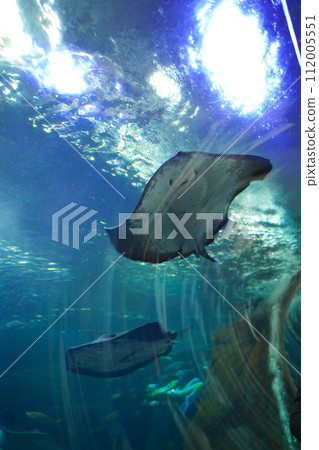 日本神奈川縣江之島的觀賞魚 日本神奈川縣江之島的觀賞魚 112005551