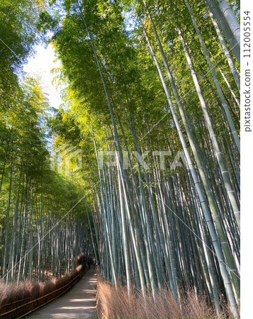 Bamboo grove Bamboo grove 112005554