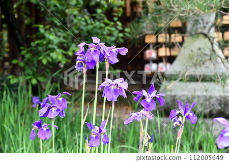 Iris 112005649
