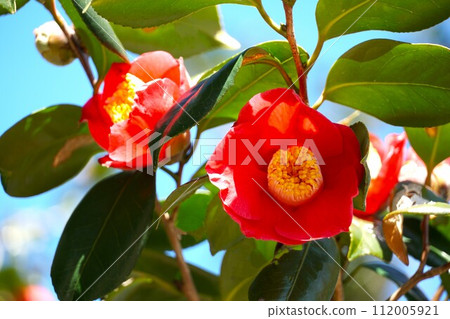 Red camellia flowers blooming in Hamanasu Park in early spring 112005921