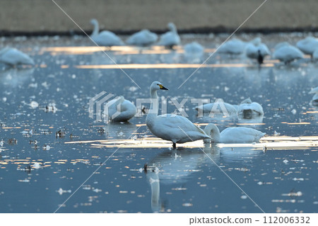 Tundra swan Tundra swan 112006332