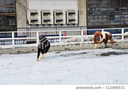 Banei keiba Horse Racing is the only race of its kind in the world. Large draft horses, weighing about 1 ton, race on a separate course in a 200 m straight line while pulling an iron sled that weighs  Banei keiba Horse Racing is the only race of its kind in the world. Large draft horses, weighing about 1 ton, race on a separate course in a 200 m straight line while pulling an iron sled that weighs  112006531