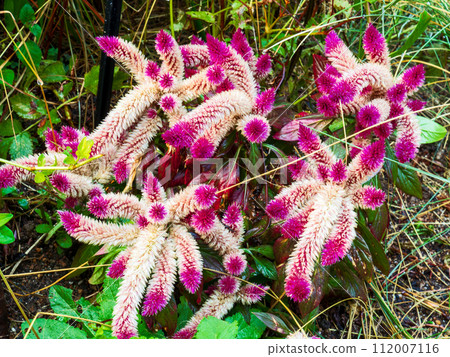紅紫色的花朵,形狀像狐狸的尾巴 紅紫色的花朵,形狀像狐狸的尾巴 112007116