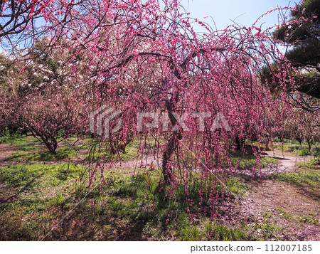 Hyogo Prefecture Takasago City Sone Tenmangu Shrine Plum Blossoms 112007185