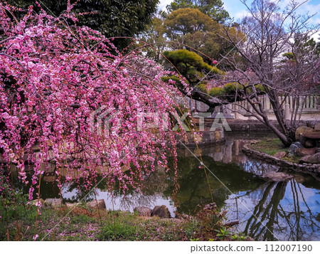 Hyogo Prefecture Takasago City Sone Tenmangu Shrine Plum Blossoms 112007190