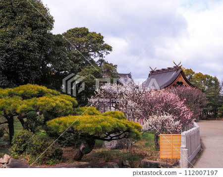 兵庫縣高砂市曾根天滿宮梅花 兵庫縣高砂市曾根天滿宮梅花 112007197