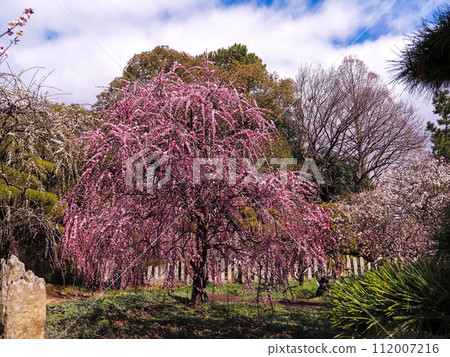 Hyogo Prefecture Takasago City Sone Tenmangu Shrine Plum Blossoms 112007216