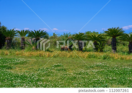 View of Mt. Fuji to the west from Sunset Hill Square in Arasaki Park in Yokosuka City, Kanagawa Prefecture View of Mt. Fuji to the west from Sunset Hill Square in Arasaki Park in Yokosuka City, Kanagawa Prefecture 112007261