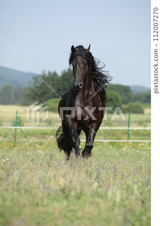 Amazing friesian mare running on pasturage 112007270