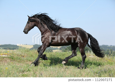Amazing friesian mare running on pasturage 112007271