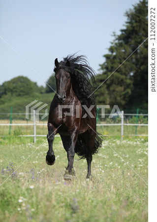 Amazing friesian mare running on pasturage Amazing friesian mare running on pasturage 112007272