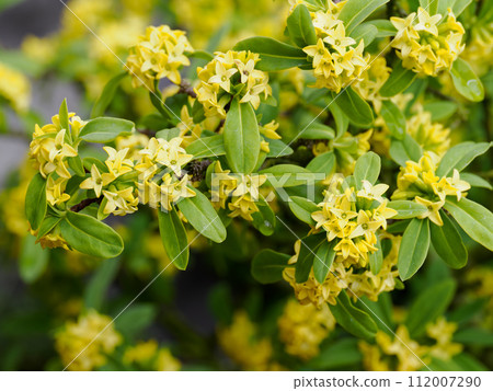 fragrant naniwaz 112007290