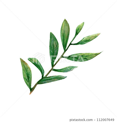 Branch twig leaves watercolor drawing. Field spring plant green illustration. Olive cranberry stick isolated white background. Decoration tree bush. Aquarelle picture foliage crop park.  112007649