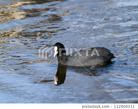 Kamogawa coot 112008311