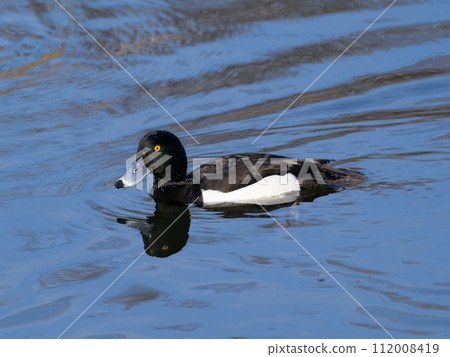 Kamo River Golden-crowned Hermitage 112008419