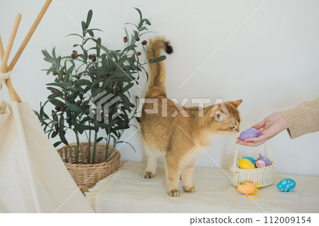 easter holiday concept with british cat play colorful egg with owner and put in basket 112009154