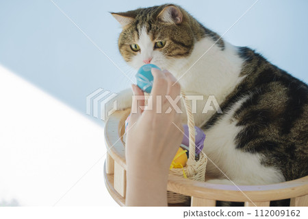 easter holiday concept with scottish cat play colorful egg put in basket and put on table easter holiday concept with scottish cat play colorful egg put in basket and put on table 112009162