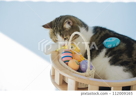 easter holiday concept with scottish cat play colorful egg put in basket and put on table easter holiday concept with scottish cat play colorful egg put in basket and put on table 112009165