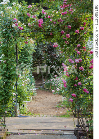 埼玉縣【瀧之入玫瑰園】充滿玫瑰的通道 112009190